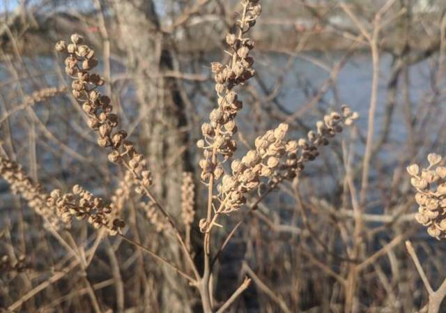 Outdoor Adventures Plant Walks in Roger Williams Park