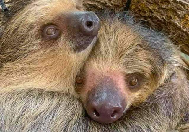 Breakfast with the Rainforest Residents