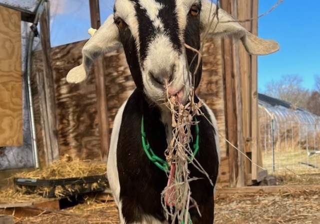 Weekend Goat Hikes at Gather Farm