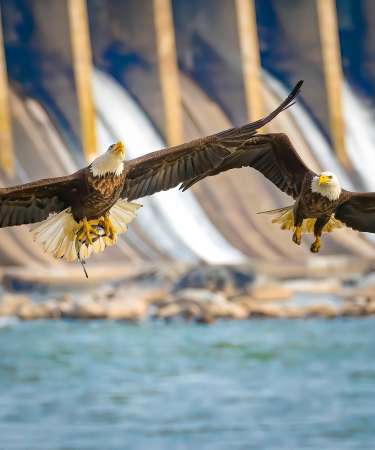 Conowingo Eagles Fishing