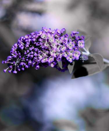 Gray background with purple flower