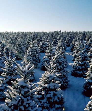 Snow Covered Evergreen Trees