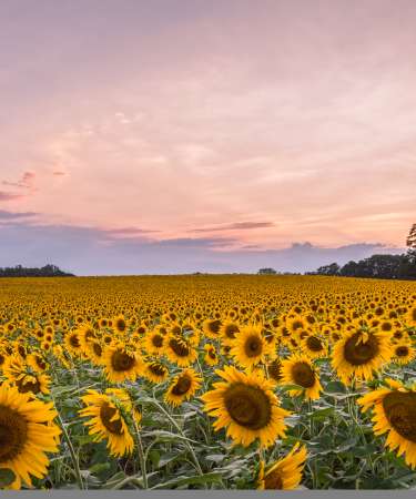 Sunflowers Hessrd2200