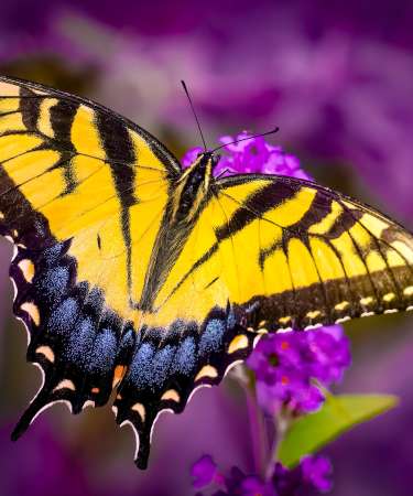 Swallowtail at Ladew Gardens