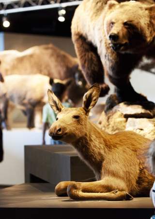 Utstilling hos Anno Norsk Skogmuseum i Elverum