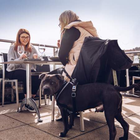 Dog at Langland Brasserie