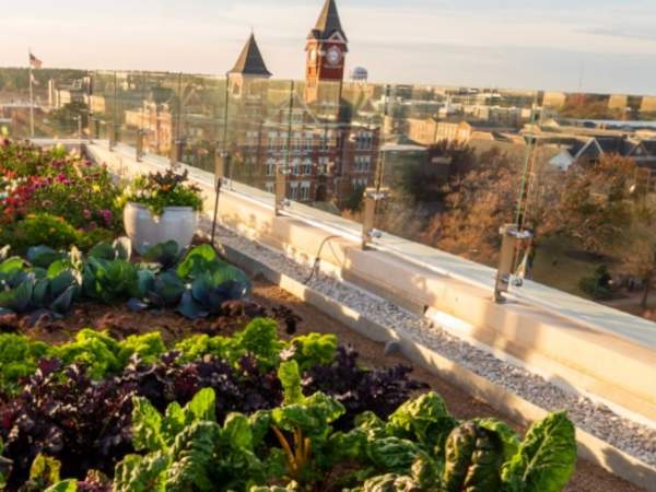 Roots of the Rane Center