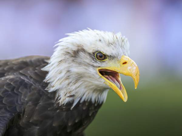 A brief history of the War Eagle Battle Cry & the Auburn Raptor Center