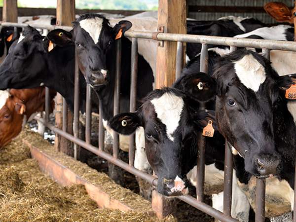 cows at Lakevue Farm