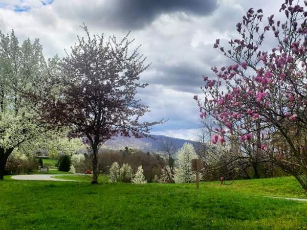 Spring blossoms Entering 7 Points