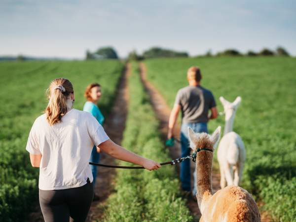 alpaca farm