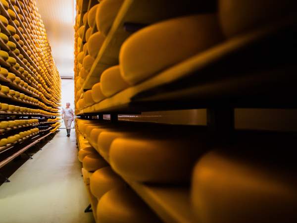 Farm Fields to Cheese Wheels in Blandford-Blenheim