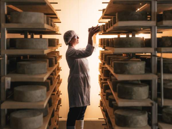 Cheesemaker in an aging room reaching for a cheese wheel