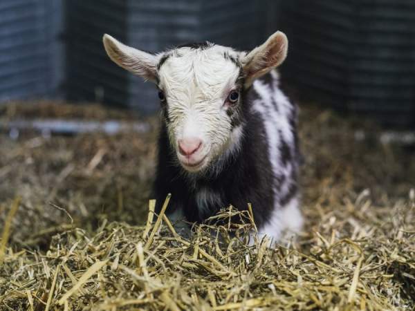 Goat Cuddles