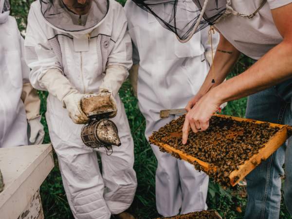 Meet the Bees experience thames river melons
