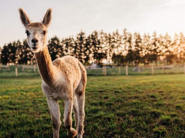 9 Ways to Experience Beautiful Blandford-Blenheim