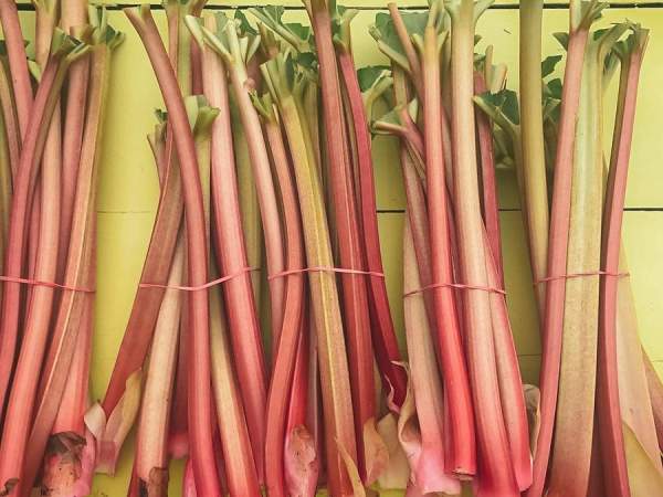 Rhubarb