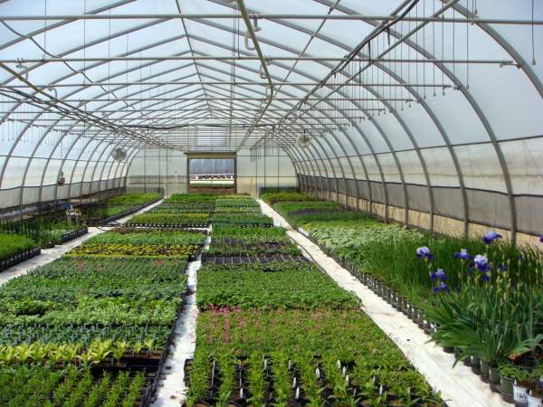 The Growing Place