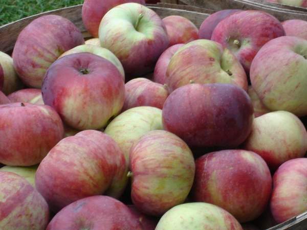 Bickle's Orchard Park Farms