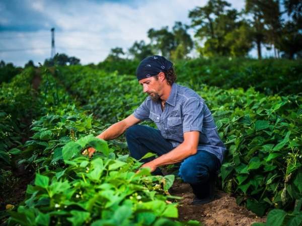 Son-in-Law Produce Ltd.