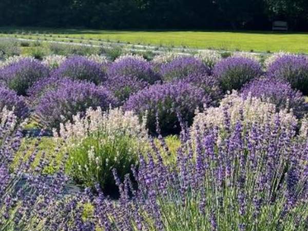 Deep Purple Lavender Farm