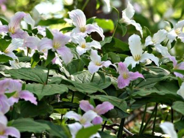 Lawson Nature Reserve (Lawson Tract)