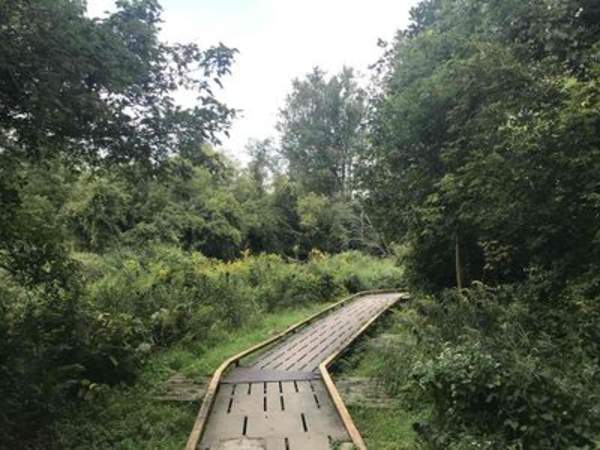 Lions (Millenium Trail System)