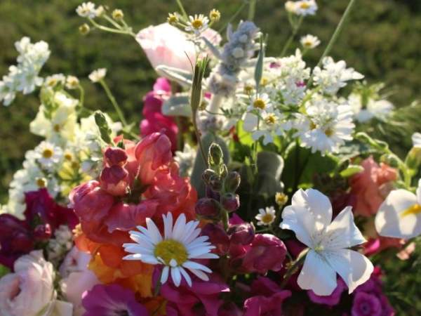My Sky is Blue Flower Farm