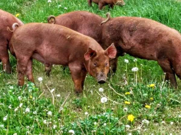 Taylor Farms/Taylor Heritage Hogs