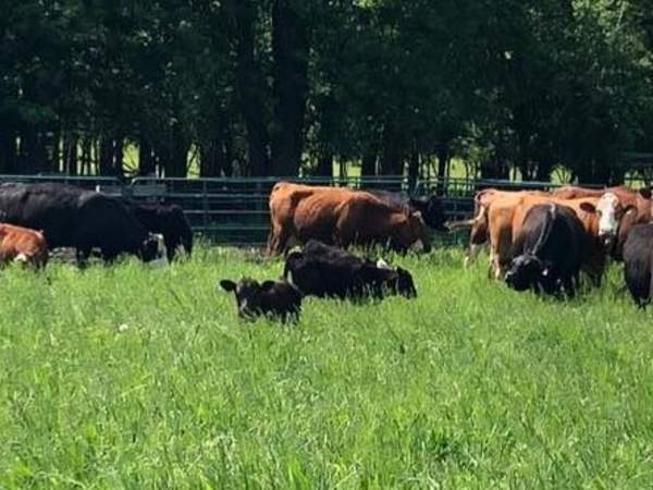 Vanderpol Farms What's your beef?