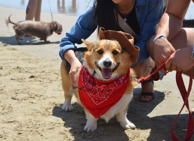 National corgi clearance day 2019