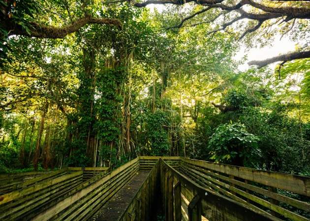 wooden trail in a blanket of trees
