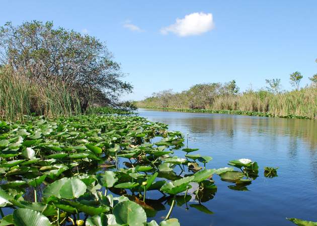 Everglades
