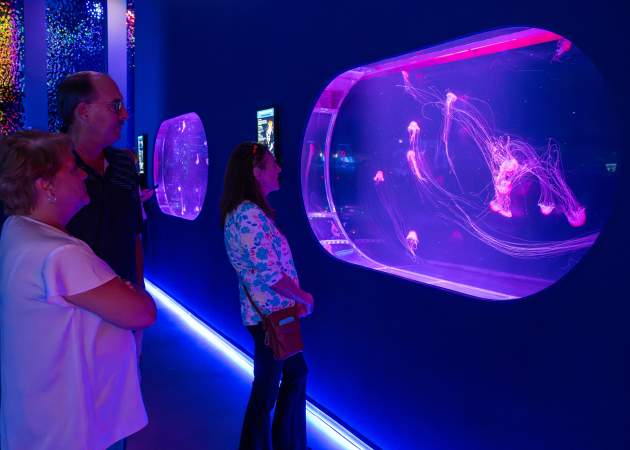 Jelly Fish Museum