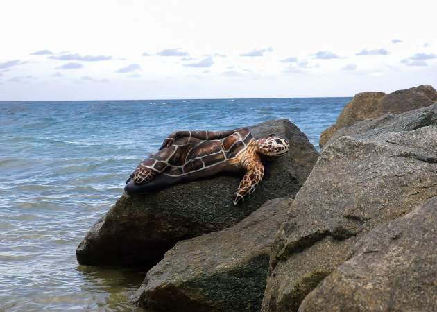 Sea Turtle - Avi Ram