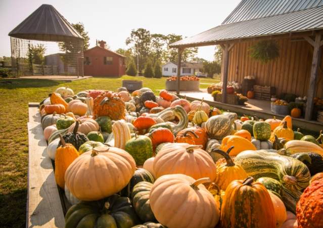 fowler pumpkin patch