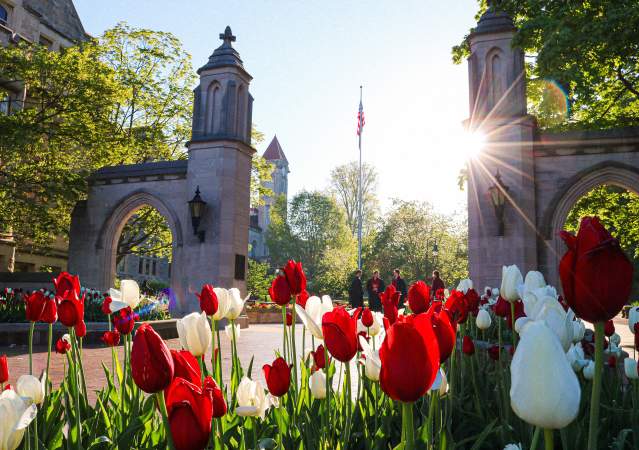 Tulips in the morning sunshine in front of Sample Gates