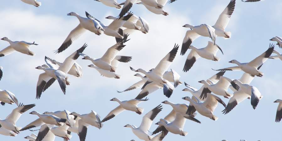 Bombay Hook Bird Flock