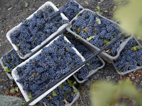 grapes in bins at Groth Winery & Vineyards