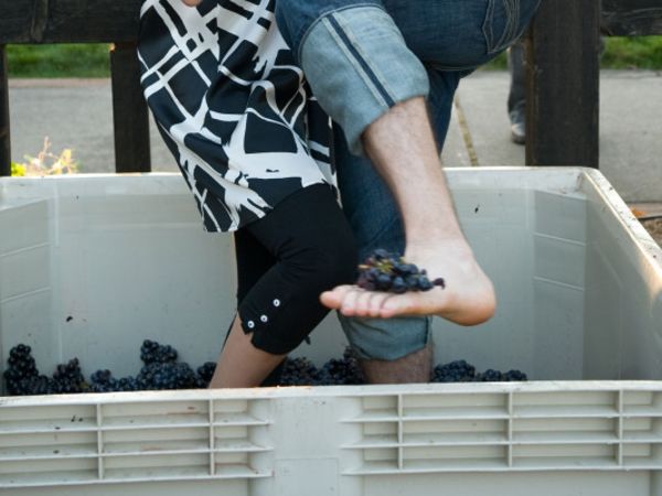 standing in a grape bin with grapes on his foot
