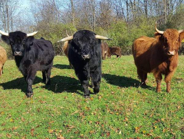 Meet the Animals of Bedford County