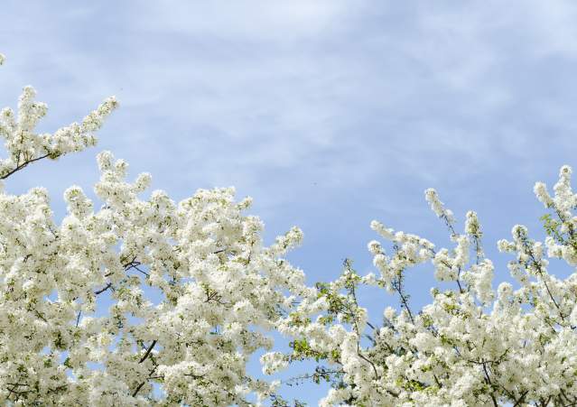 Spring Blossoms