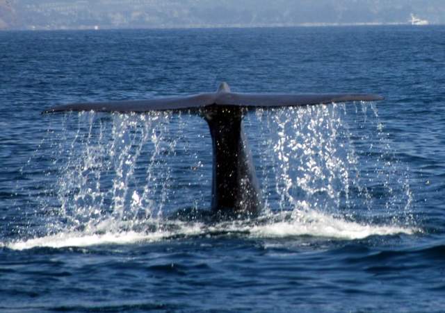 Whale