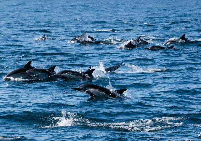 A Spectacular Sea Life Show