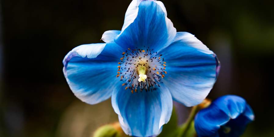 Rare Himalayan Blue Poppies Are Blooming at Longwood Gardens