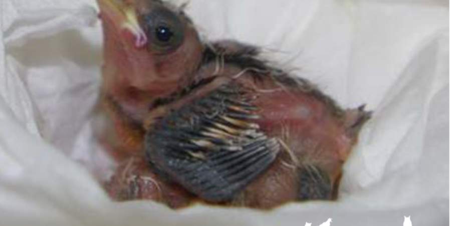 Bird Nestling