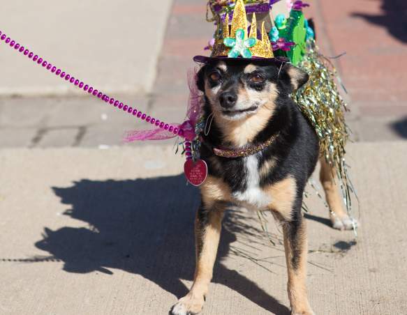 Krewe of Barkus & Meoux Pet Parade