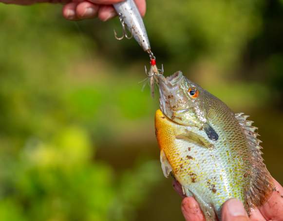 Fishing in Page Valley, VA