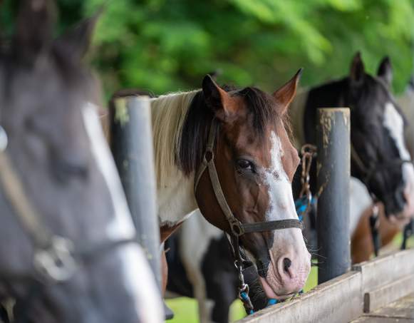 Skyland Stables