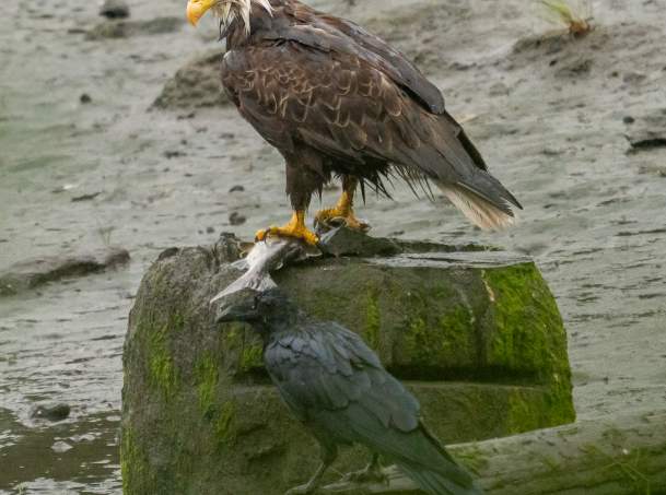 Eagle and Raven 2025